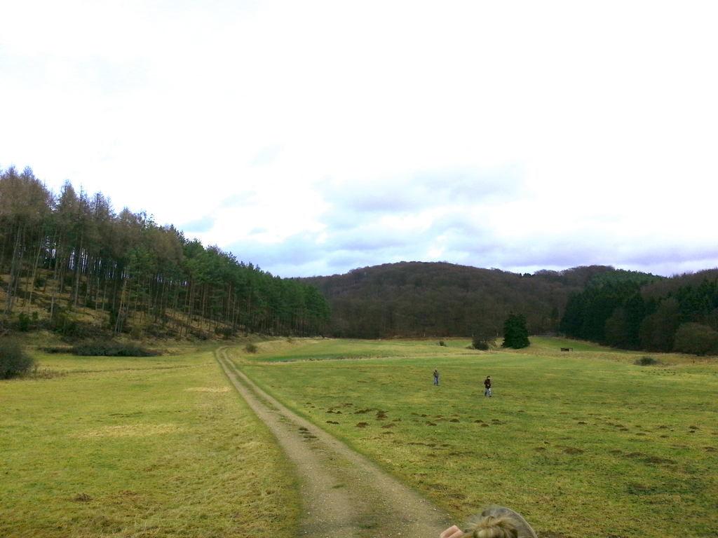 Field, Wide, Small Hills and Forest (50.351109,6.640162)